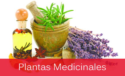 Plantas Medicinales y Aromaterapia 